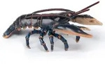 Papo Lobster, Mehrfarbig, 1 St&uuml;ck(e)