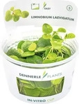 DENNERLE PLANTS 30262, DENNERLE PLANTS Limnobium laevigatum In-Vitro