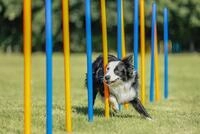 TRIXIE Fun Agility Slalom, Kunststoff, &oslash; 3 &times; 115 cm, 12 St., blau/orange