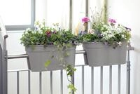 KHW Flowerclip XL, 2er Set Kartonverpackung, grau
