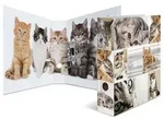 Herma Motiv-Ordner A4 Animals Katzen