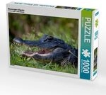 CALVENDO Puzzle Mississippi-Alligator 1000 Teile Lege-Gr&ouml;&szlig;e 64x48cm Foto-Puzzle