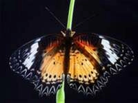 CALVENDO Puzzle Bortenfalter (Cethosia biblis) 1000 Teile Lege-Gr&ouml;&szlig;e 64 &times; 48...