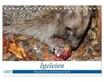 Igeleien - Begegnungen mit hungrigen Igeln (Tischkalender 2027 DIN A5 quer),...