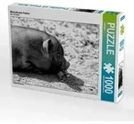 CALVENDO Puzzle Minischwein Ferkel 1000 Teile Lege-Gr&ouml;&szlig;e 64x48cm Foto-Puzzle f&uuml;r