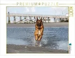 CALVENDO Puzzle Deutscher Sch&auml;ferhund in Sankt Peter-Ording 1000 Teile...