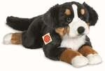 Berner Sennenhund liegend