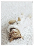 Lichtblick Rollo, &lrm;&lrm;Klemmfix, 45x150 cm&lrm;&lrm;, Sleepy Cat, wei&szlig; - weiss