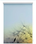 Lichtblick Rollo, &lrm;&lrm;Klemmfix, 120x150 cm&lrm;, Pusteblume, blau