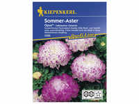 Kiepenkerl Sommeraster, Callistephus chinensis, Samen, Blüte: pink/weiß