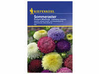 Kiepenkerl Sommeraster, Callistephus chinensis, Samen, Blüte: mehrfarbig