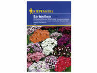 Kiepenkerl Bartnelke, Dianthus barbatus, Samen, Blüte: mehrfarbig