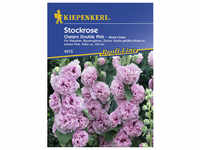 Kiepenkerl Stockrose, Alcea rosea rosea, Samen, Blüte: rosa