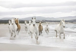 KOMAR Papiertapete &raquo;White Horses&laquo;, Breite: 368 cm, inkl. Kleister - bunt