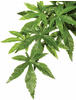 EXO TERRA Kunstpflanze, Rainforest Hanging Plants - Abuliton - gruen