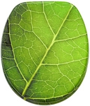 Sanilo WC-Sitz, BxL: 37,7 x 47 cm, Blatt - gruen