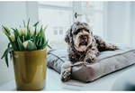 HUNTER Orthop&auml;dische Hundematte &raquo;Merida&laquo;, Orthop&auml;disches Hundekissen Merida XL