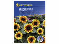 Kiepenkerl Sonnenblume, Helianthus annuus, Samen, Blüte: weiß