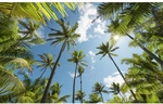 KOMAR Vliestapete &raquo;Coconut Heaven&nbsp;&laquo;, Breite 450 cm, seidenmatt - bunt