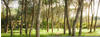 KOMAR Vliestapete »Blütenzauberwald«, Breite 450 cm, seidenmatt - bunt