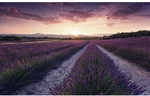 KOMAR Vliestapete &raquo;Lavender Dream&laquo;, Breite 450 cm, seidenmatt - bunt
