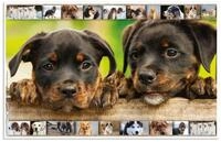 HERMA Schreibtischunterlagen 55,0 x 35,0 cm Hunde