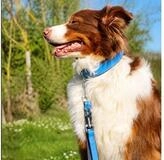 Das Lederband Hundeleine Hunde F&uuml;hrleine Firenze azure/oxford blue