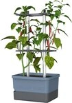 Gusta Garden Pflanzk&uuml;bel CHARLY CHILI (inkl. stabiler Rankhilfe und
