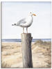 Artland Wandbild Möwe, Vögel (1 St), als Alubild, Outdoorbild, Leinwandbild,