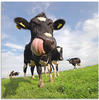 Artland Wandbild Holstein-Kuh mit gewaltiger Zunge, Haustiere (1 St), als...