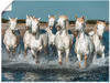 Art-Land Weiße Camargue Pferde galoppieren am Strand entlang, Frankreich...