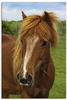 Artland Leinwandbild Hallo Pferd, Haustiere (1 St), auf Keilrahmen gespannt