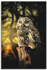 Artland Wandbild Eule, Vögel (1 St), als Alubild, Outdoorbild, Leinwandbild,...