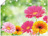 Artland Wandbild Natürliche Romantik - Gerberas, Blumen (1 St), als...