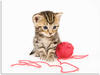 Art-Land Kätzchen mit rotem Garnball vor weißem Hintergrund 60x45cm