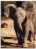 Artland Leinwandbild Elefantenbaby, Wildtiere (1 St), auf Keilrahmen gespannt