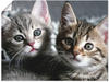 Artland Wandbild Katze, Haustiere (1 St), als Alubild, Outdoorbild,...