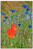 Artland Leinwandbild Wiese mit Mohnblumen und Kornblumen, Blumen (1 St), auf