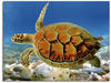 Artland Wandbild Schildkröte, Wassertiere (1 St), als Leinwandbild, Poster,