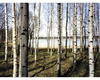 Papermoon Fototapete Finnish Forest of Birch Trees, glatt