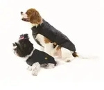 Fashion Dog Hundemantel Regenmantel f&uuml;r Hunde, Schwarz, wasserdicht, f&uuml;r alle