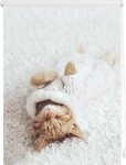 Seitenzugrollo Klemmfix Digital Sleepy Cat, LICHTBLICK ORIGINAL, verdunkelnd,...