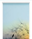 Seitenzugrollo Klemmfix Motiv Pusteblume, LICHTBLICK ORIGINAL, Lichtschutz, ohne