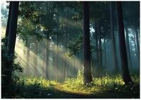 Wallarena Fototapete Wald Sonne - Mehrfarbig - Modern - Vlies - Schlafzimmer,...