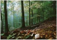 Wallarena Fototapete Vliestapete Wald B&auml;ume Natur Gr&uuml;n &ndash; Schlafzimmer Wohnzimmer