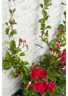 Nature Spalier Metallisches Rankgitter Nature 6040760 - F&uuml;r Kletterpflanzen