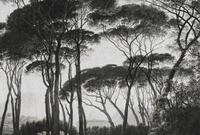 Architects Paper Fototapete Atelier 47 Treetops 2, glatt, Wald, (4 St), Vlies,...