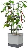 Gusta Garden Pflanzk&uuml;bel CHARLY CHILI XL (inkl. stabiler Rankhilfe und