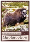 CALVENDO Wandkalender Moschusochsen - Norwegens gem&uuml;tliche Riesen...