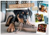 CALVENDO Wandkalender Rottweiler - Kraftvolle Gef&auml;hrten mit gro&szlig;em Herzen